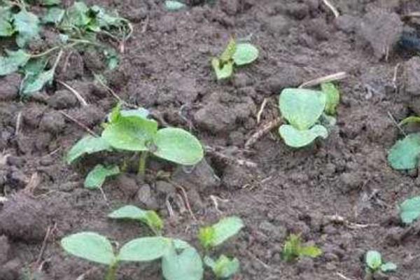 南瓜什么时候种植 南瓜科学种植技术