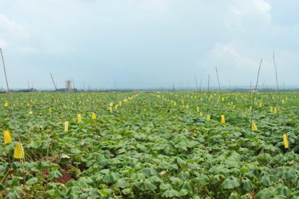 南瓜什么时候种植 南瓜科学种植技术