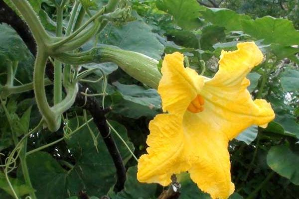 南瓜什么时候种植 南瓜科学种植技术