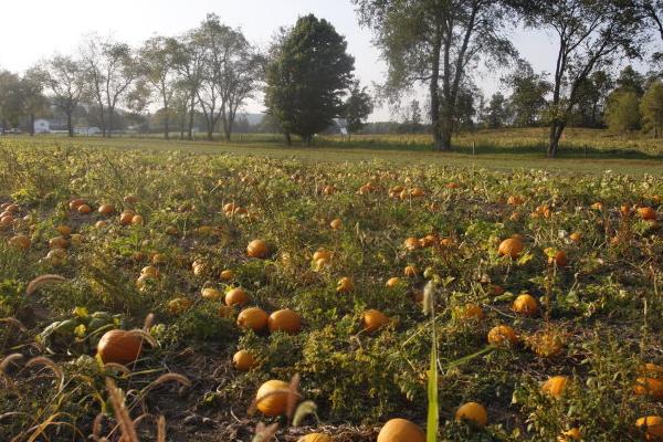 南瓜什么时候种植 南瓜科学种植技术