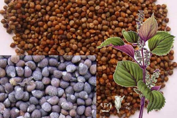 紫苏种子市场价格多少钱一斤