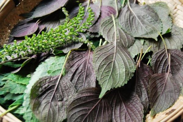 紫苏叶的功效与作用及禁忌 紫苏叶的营养价值