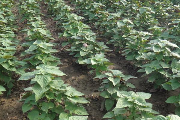 紫苏盆栽技术 紫苏种子怎么种