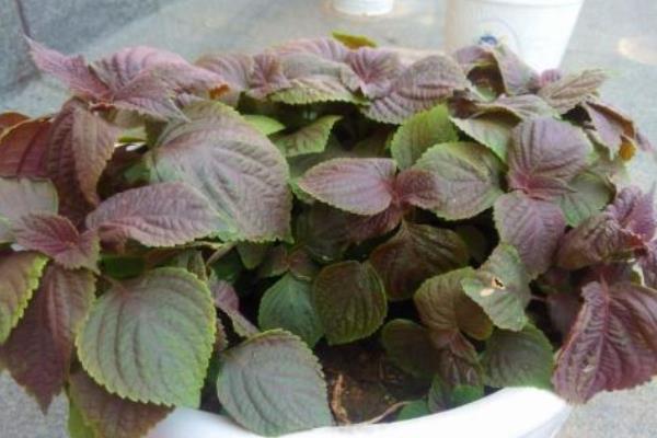 紫苏盆栽技术 紫苏种子怎么种