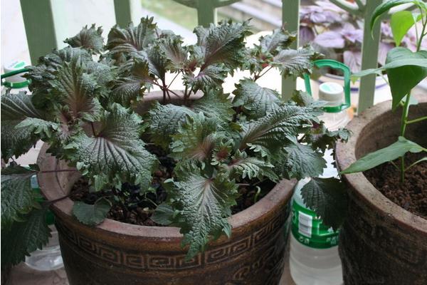 紫苏盆栽技术 紫苏种子怎么种