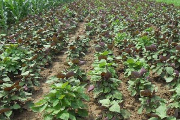 紫苏盆栽技术 紫苏种子怎么种