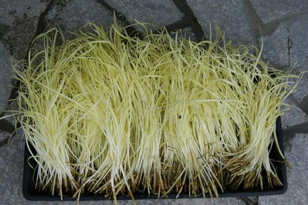 韭黄图片大全 韭黄是什么