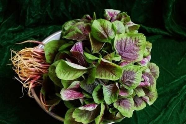 苋菜的根怎么吃 苋菜根能吃吗