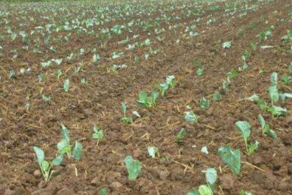 甘蓝菜种植技术 甘蓝栽培技术