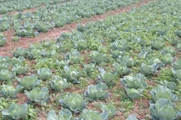 甘蓝菜种植技术 甘蓝栽培技术