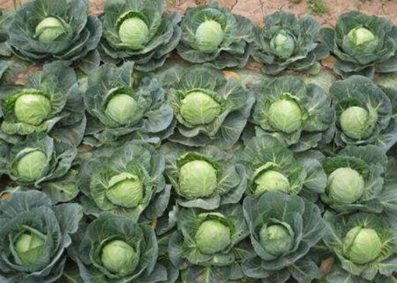 甘蓝菜种植技术 甘蓝栽培技术