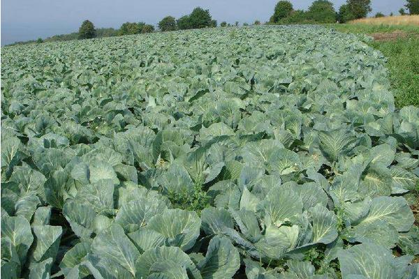 甘蓝菜种植技术 甘蓝栽培技术