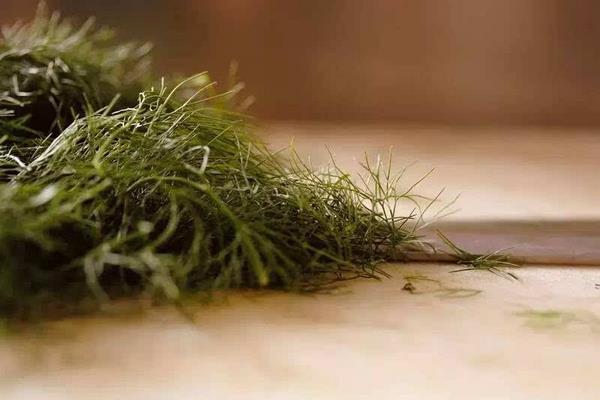 茴香图片大全 茴香是什么