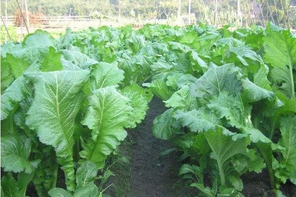 芥菜产地在哪里