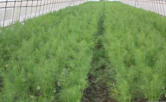 茴香什么时候种 茴香菜什么季节有