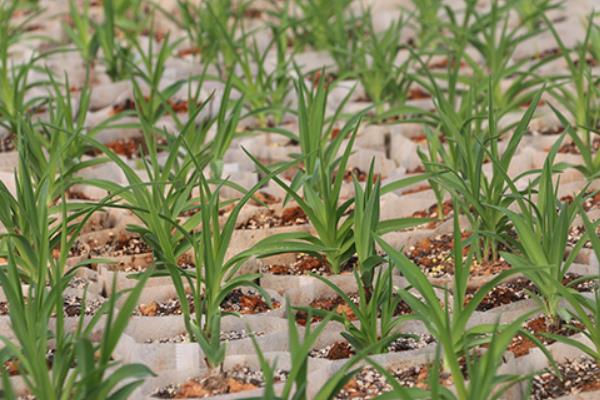 黄花菜种植技术黄花菜怎么种植