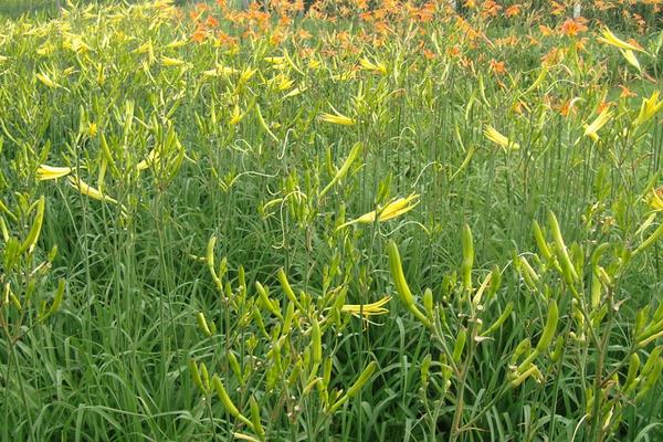 黄花菜种植技术黄花菜怎么种植
