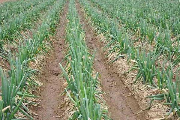 大葱专用肥有哪些