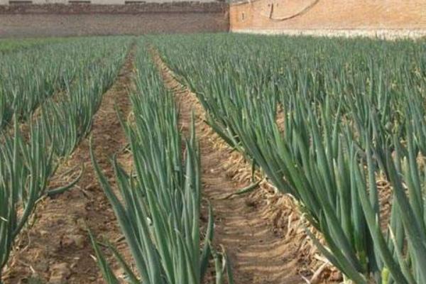 大葱种植技术 大葱高产栽培技术