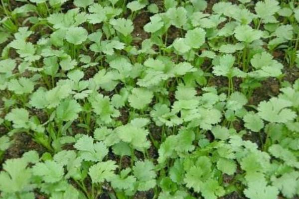 香菜图片大全 香菜简介