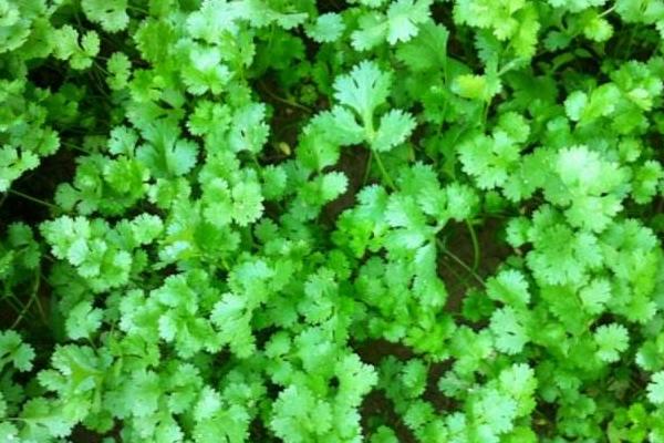 香菜图片大全 香菜简介