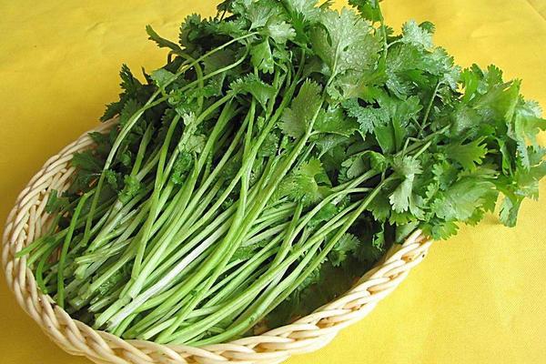 香菜图片大全 香菜简介