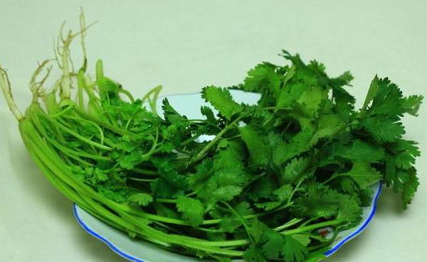 香菜图片大全 香菜简介