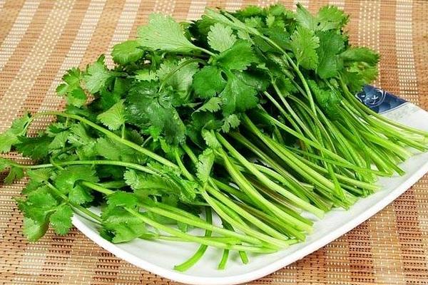 香菜图片大全 香菜简介