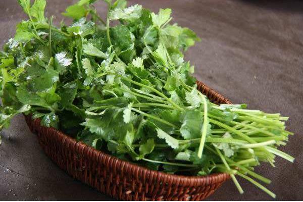 香菜图片大全 香菜简介