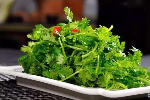 香菜图片大全 香菜简介