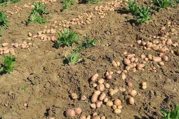 马铃薯的薯块是什么