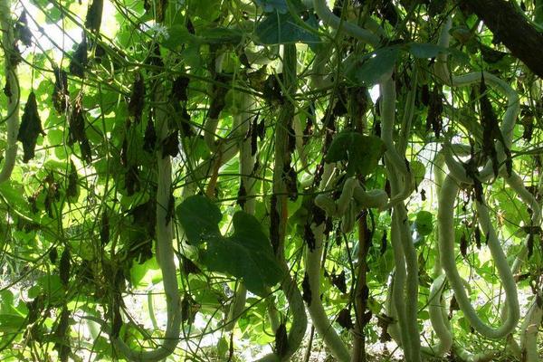 蛇瓜价格多少钱一斤