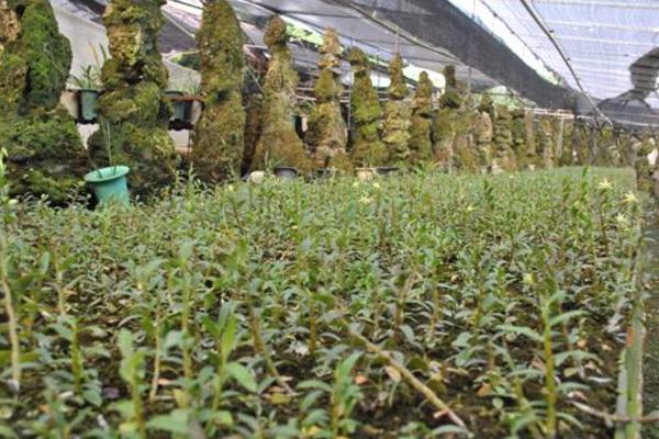 2018种植业什么前景最好