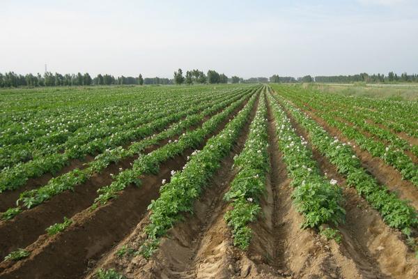 马铃薯亩产产量是多少