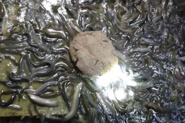 泥鳅吃什么 泥鳅的饲料搭配