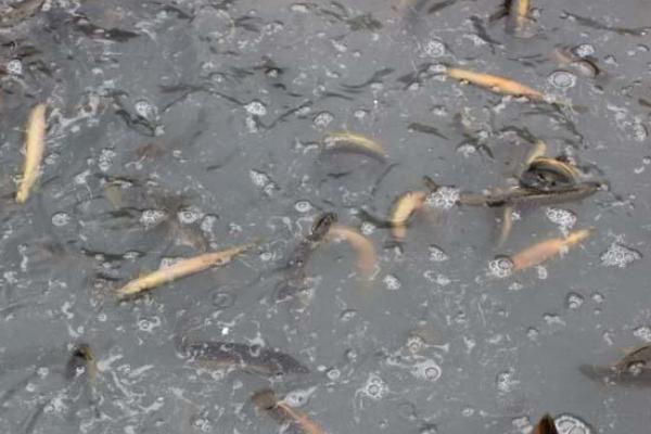 泥鳅吃什么 泥鳅的饲料搭配