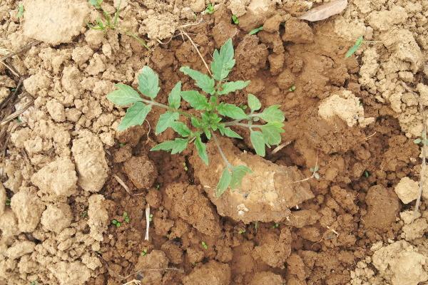 番茄有哪些品种 番茄哪个品种最好