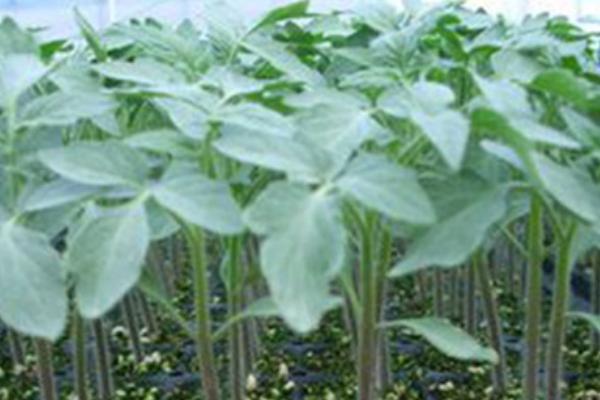 番茄有哪些品种 番茄哪个品种最好