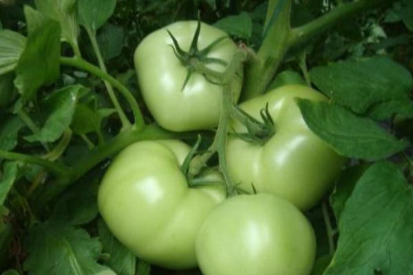 番茄科学育苗技术