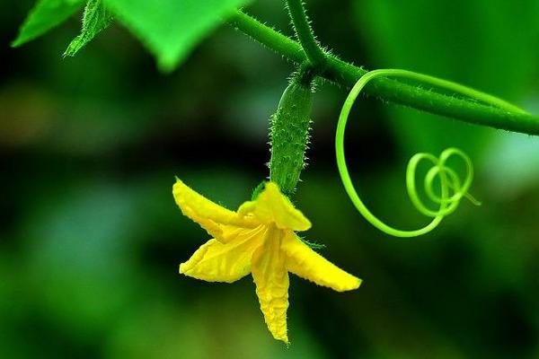 黄瓜花能吃吗 黄瓜花怎么吃
