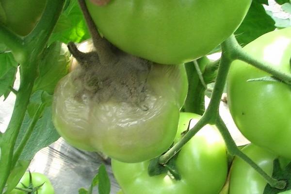 番茄灰霉病怎么防治