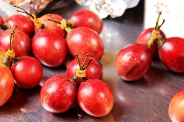 树番茄图片大全