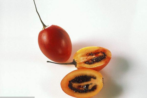 树番茄图片大全