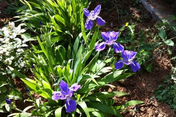 德国鸢尾耐寒吗 德国鸢尾怎么过冬