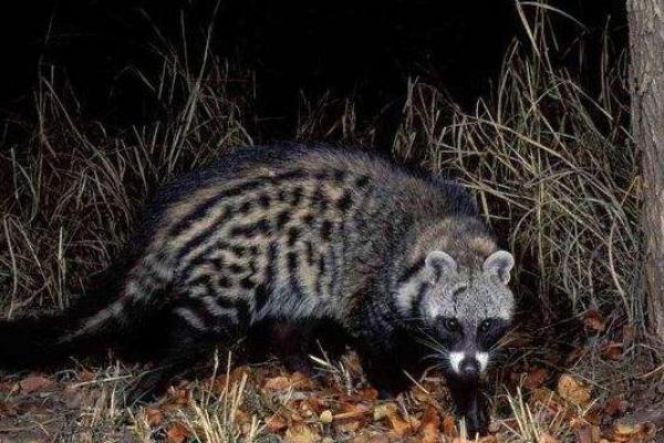 灵猫是几级保护动物 灵猫可以人工养殖吗