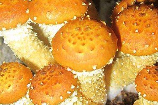 柳香蘑市场价格多少钱一斤 柳香蘑产地在哪里 柳香蘑生长在哪里