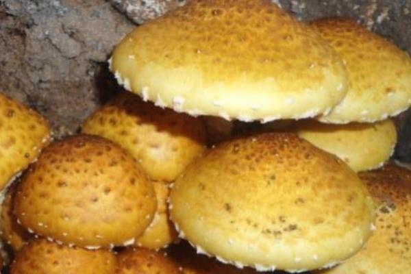 柳香蘑市场价格多少钱一斤 柳香蘑产地在哪里 柳香蘑生长在哪里