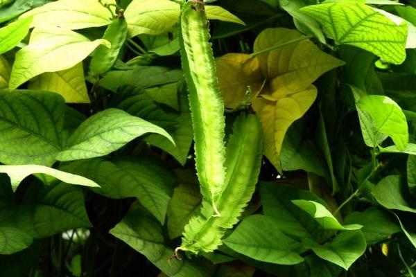 四棱豆每亩可种多少株 四棱豆一亩能赚多少钱