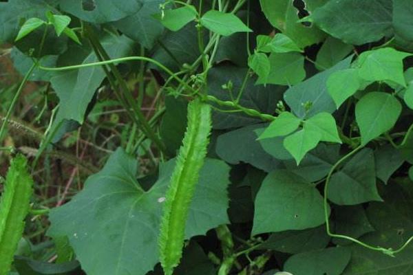 四棱豆什么时候种植（什么季节） 四棱豆种植技术
