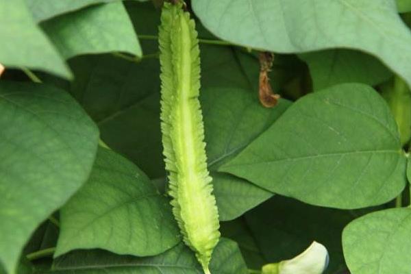 四棱豆什么时候种植(什么季节) 四棱豆种植技术